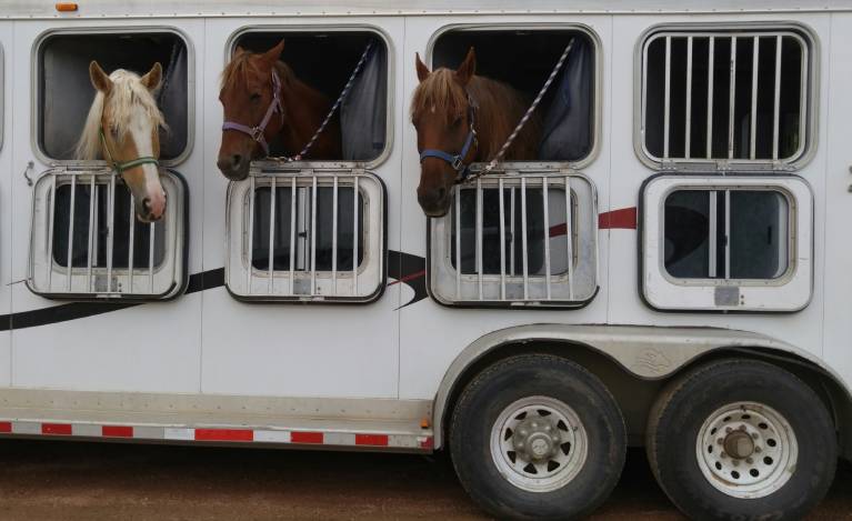 horses in a horsebox